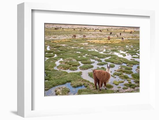 Llamas in the Mountains near Paso De Jama, Argentina-Chile-xura-Framed Photographic Print