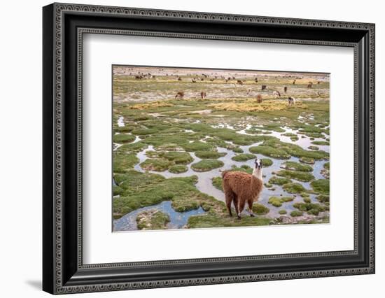 Llamas in the Mountains near Paso De Jama, Argentina-Chile-xura-Framed Photographic Print