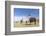 Llamas (Lama glama), feeding near Coqueza, a small town near the Thunupa Volcano, Salar de Uyuni-Michael Nolan-Framed Photographic Print