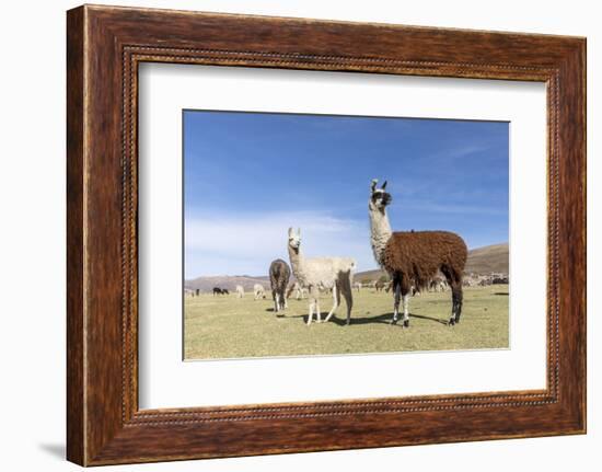 Llamas (Lama glama), feeding near Coqueza, a small town near the Thunupa Volcano, Salar de Uyuni-Michael Nolan-Framed Photographic Print