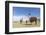 Llamas (Lama glama), feeding near Coqueza, a small town near the Thunupa Volcano, Salar de Uyuni-Michael Nolan-Framed Photographic Print