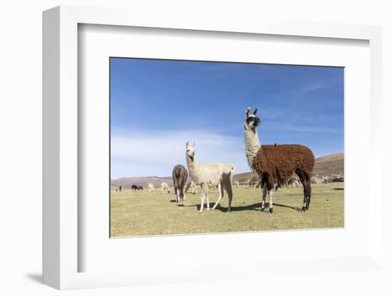 Llamas (Lama glama), feeding near Coqueza, a small town near the Thunupa Volcano, Salar de Uyuni-Michael Nolan-Framed Photographic Print