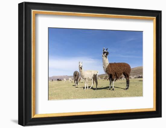Llamas (Lama glama), feeding near Coqueza, a small town near the Thunupa Volcano, Salar de Uyuni-Michael Nolan-Framed Photographic Print