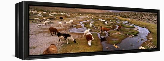 Llamas (Lama Glama) Grazing in the Field, Sacred Valley, Cusco Region, Peru, South America-null-Framed Stretched Canvas