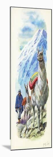 Llamas Lama Glama Used as Pack Animals-null-Mounted Giclee Print