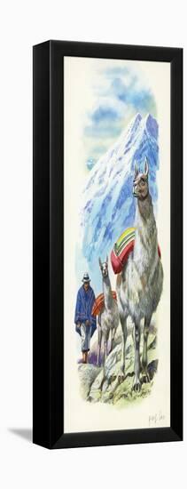 Llamas Lama Glama Used as Pack Animals-null-Framed Premier Image Canvas