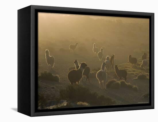 Llamas, Lauca National Park, Atacama, Chile, South America-Rob Mcleod-Framed Premier Image Canvas