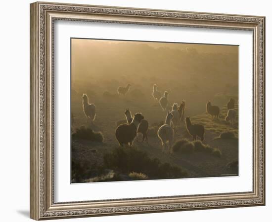 Llamas, Lauca National Park, Atacama, Chile, South America-Rob Mcleod-Framed Photographic Print