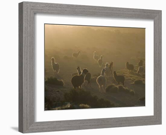 Llamas, Lauca National Park, Atacama, Chile, South America-Rob Mcleod-Framed Photographic Print