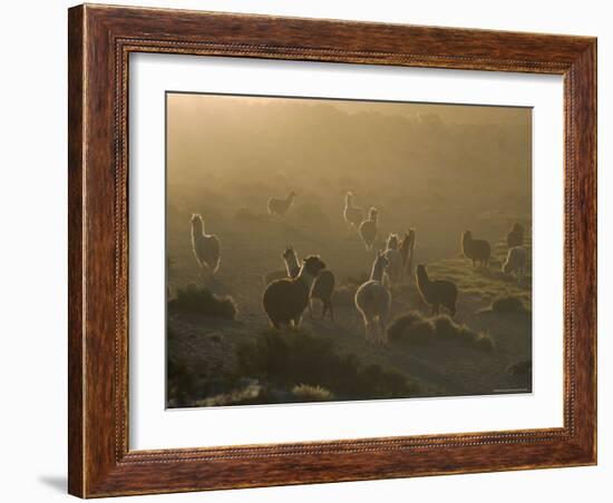 Llamas, Lauca National Park, Atacama, Chile, South America-Rob Mcleod-Framed Photographic Print