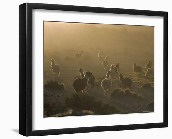 Llamas, Lauca National Park, Atacama, Chile, South America-Rob Mcleod-Framed Photographic Print
