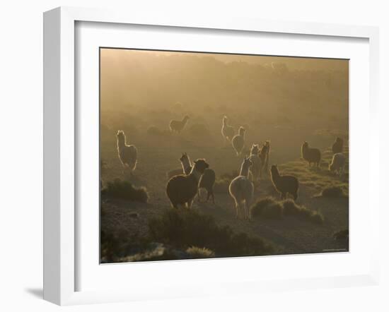 Llamas, Lauca National Park, Atacama, Chile, South America-Rob Mcleod-Framed Photographic Print