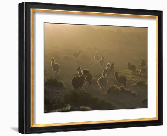 Llamas, Lauca National Park, Atacama, Chile, South America-Rob Mcleod-Framed Photographic Print