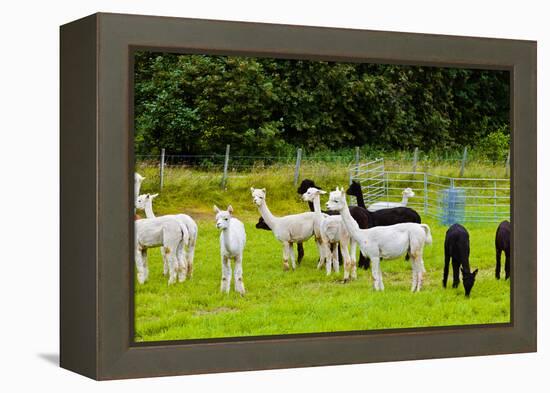 Llamas on Farm in Norway - Animal Nature Background-Nik_Sorokin-Framed Premier Image Canvas