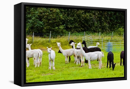 Llamas on Farm in Norway - Animal Nature Background-Nik_Sorokin-Framed Premier Image Canvas