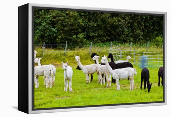 Llamas on Farm in Norway - Animal Nature Background-Nik_Sorokin-Framed Premier Image Canvas