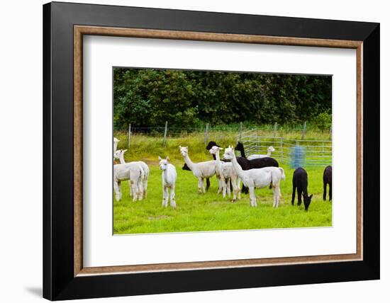 Llamas on Farm in Norway - Animal Nature Background-Nik_Sorokin-Framed Photographic Print