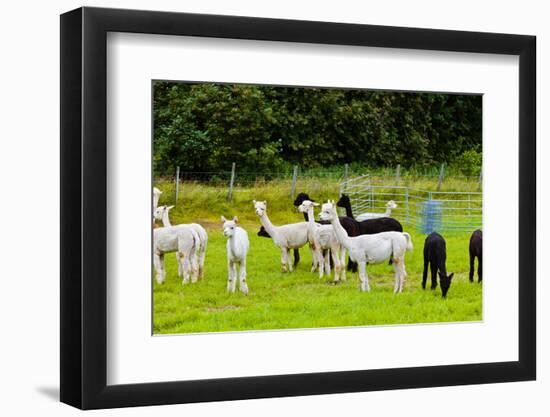 Llamas on Farm in Norway - Animal Nature Background-Nik_Sorokin-Framed Photographic Print