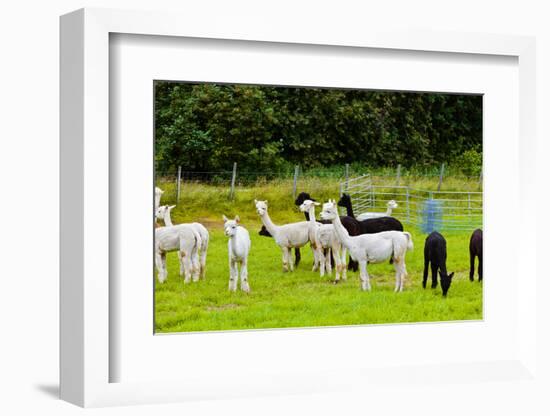 Llamas on Farm in Norway - Animal Nature Background-Nik_Sorokin-Framed Photographic Print