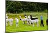 Llamas on Farm in Norway - Animal Nature Background-Nik_Sorokin-Mounted Photographic Print