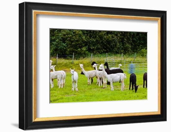 Llamas on Farm in Norway - Animal Nature Background-Nik_Sorokin-Framed Photographic Print