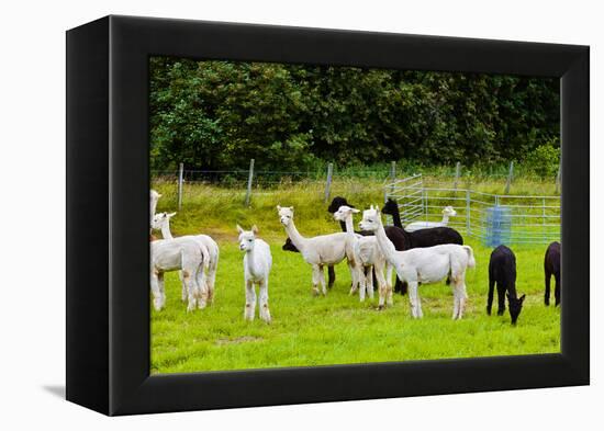 Llamas on Farm in Norway-Nik_Sorokin-Framed Premier Image Canvas