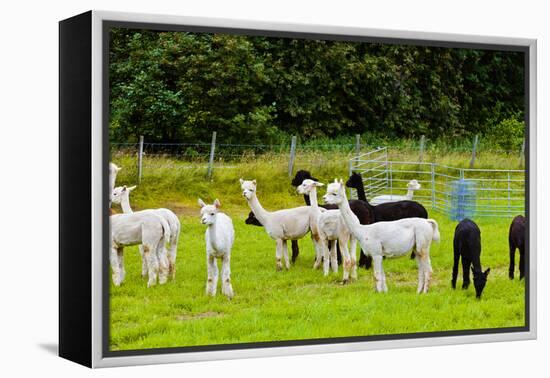 Llamas on Farm in Norway-Nik_Sorokin-Framed Premier Image Canvas