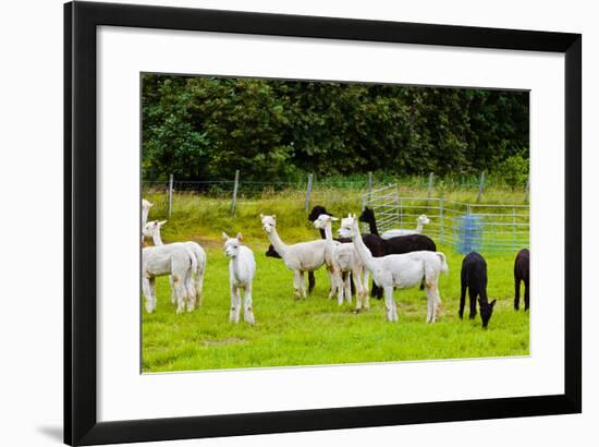 Llamas on Farm in Norway-Nik_Sorokin-Framed Photographic Print