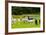 Llamas on Farm in Norway-Nik_Sorokin-Framed Photographic Print