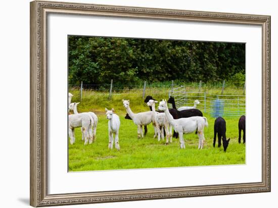 Llamas on Farm in Norway-Nik_Sorokin-Framed Photographic Print