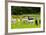 Llamas on Farm in Norway-Nik_Sorokin-Framed Photographic Print