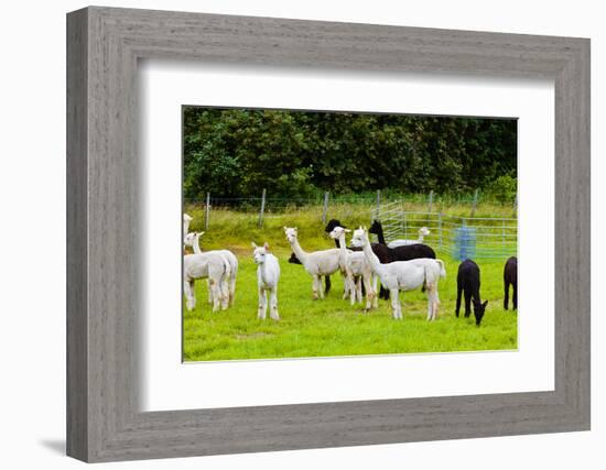 Llamas on Farm in Norway-Nik_Sorokin-Framed Photographic Print