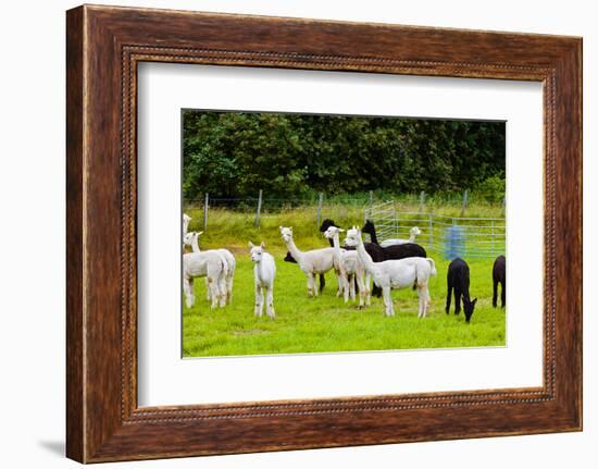 Llamas on Farm in Norway-Nik_Sorokin-Framed Photographic Print