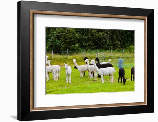 Llamas on Farm in Norway-Nik_Sorokin-Framed Photographic Print