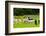 Llamas on Farm in Norway-Nik_Sorokin-Framed Photographic Print