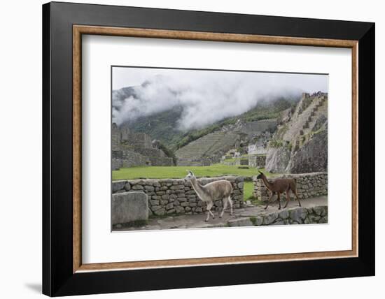 Llamas roaming in the Inca ruins of Machu Picchu, UNESCO World Heritage Site, Peru, South America-Julio Etchart-Framed Photographic Print