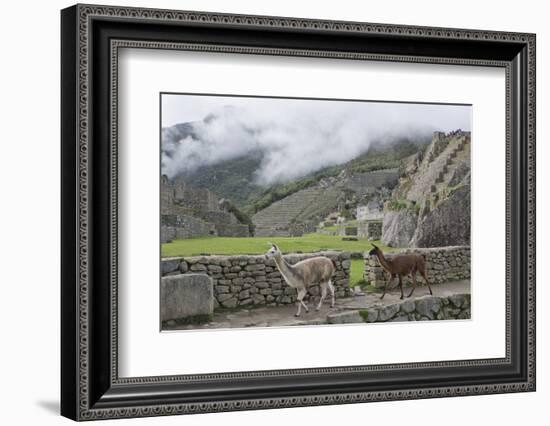 Llamas roaming in the Inca ruins of Machu Picchu, UNESCO World Heritage Site, Peru, South America-Julio Etchart-Framed Photographic Print