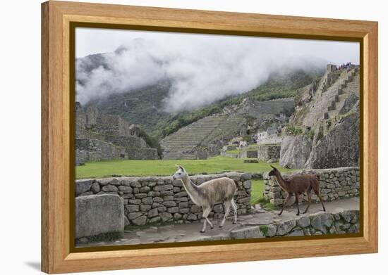 Llamas roaming in the Inca ruins of Machu Picchu, UNESCO World Heritage Site, Peru, South America-Julio Etchart-Framed Premier Image Canvas