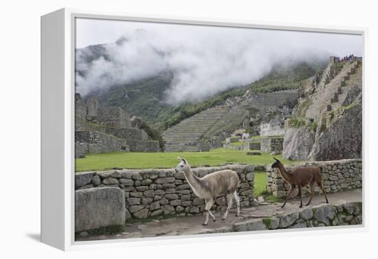 Llamas roaming in the Inca ruins of Machu Picchu, UNESCO World Heritage Site, Peru, South America-Julio Etchart-Framed Premier Image Canvas