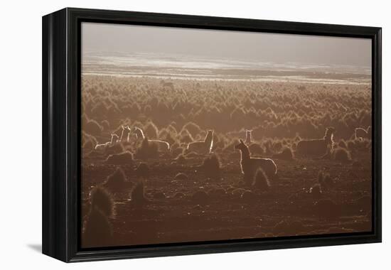 Llamas Settle Down at Sunset in Sajama National Park-Alex Saberi-Framed Premier Image Canvas