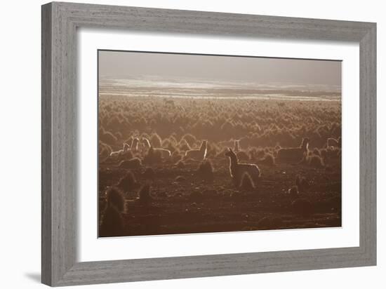 Llamas Settle Down at Sunset in Sajama National Park-Alex Saberi-Framed Photographic Print