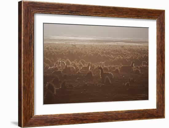 Llamas Settle Down at Sunset in Sajama National Park-Alex Saberi-Framed Photographic Print