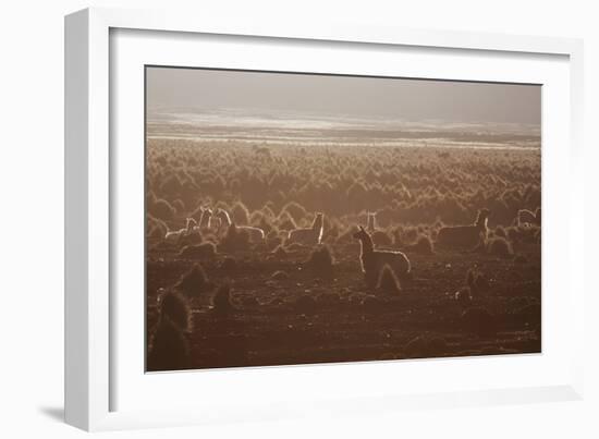 Llamas Settle Down at Sunset in Sajama National Park-Alex Saberi-Framed Photographic Print