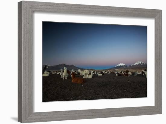 Llamas Settle Own to Sleep Near Volcano Nevado Parinacota in Sajama National Park at Dusk-Alex Saberi-Framed Photographic Print