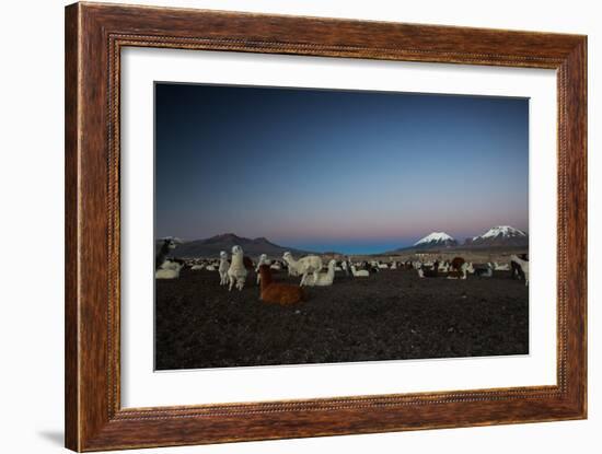 Llamas Settle Own to Sleep Near Volcano Nevado Parinacota in Sajama National Park at Dusk-Alex Saberi-Framed Photographic Print