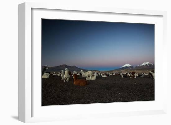 Llamas Settle Own to Sleep Near Volcano Nevado Parinacota in Sajama National Park at Dusk-Alex Saberi-Framed Photographic Print