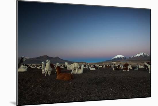 Llamas Settle Own to Sleep Near Volcano Nevado Parinacota in Sajama National Park at Dusk-Alex Saberi-Mounted Photographic Print