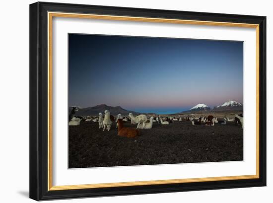 Llamas Settle Own to Sleep Near Volcano Nevado Parinacota in Sajama National Park at Dusk-Alex Saberi-Framed Photographic Print