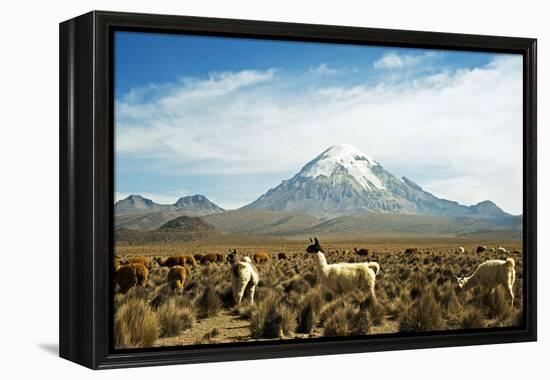 Llamas with snowcapped volcano Sajama, Sajama National Park, Bolivia-Anthony Asael-Framed Premier Image Canvas