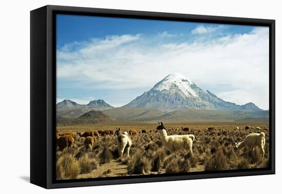 Llamas with snowcapped volcano Sajama, Sajama National Park, Bolivia-Anthony Asael-Framed Premier Image Canvas